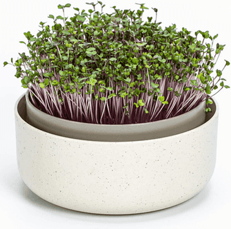 Urbalive Cuenco Grande 16 cm para microgreens y brotes