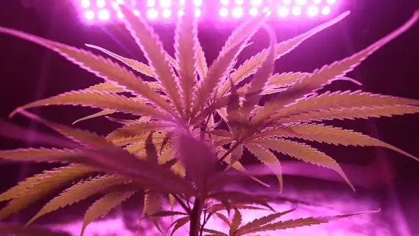 Mejores carpas de cultivo: guía para elegir la ideal en casa (2026)