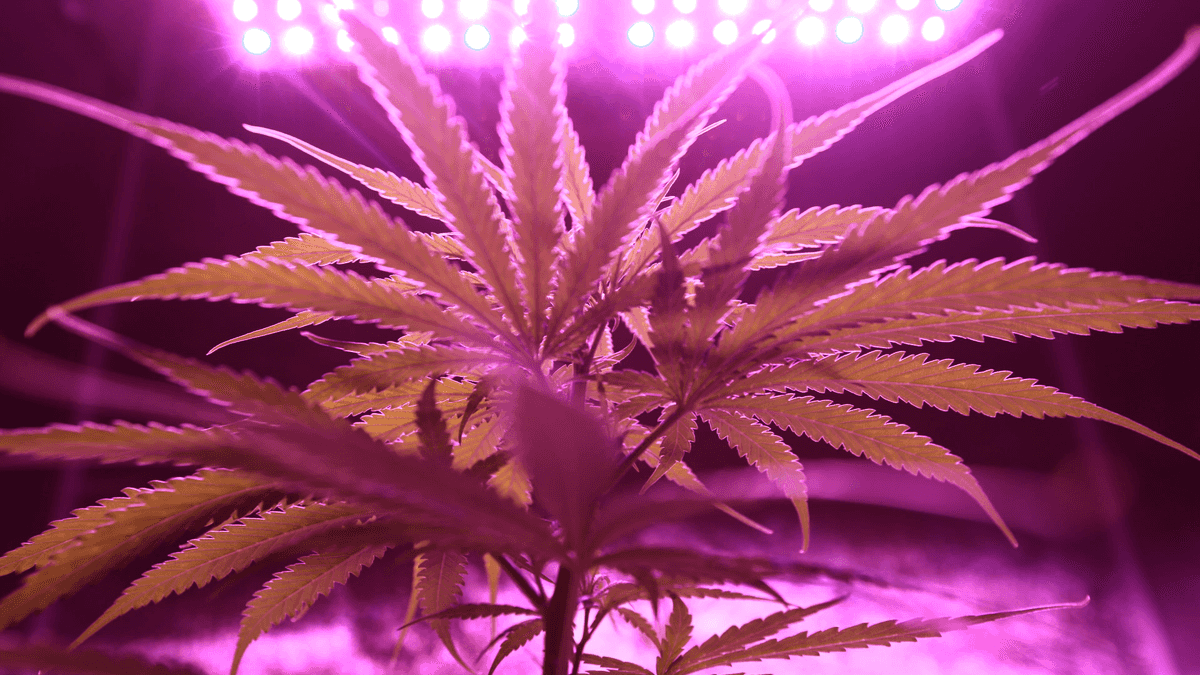 Mejores carpas de cultivo: guía para elegir la ideal en casa (2026)