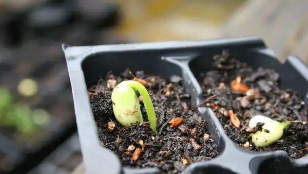 Guía de germinación para huerto urbano: qué tener en cuenta según tu caso