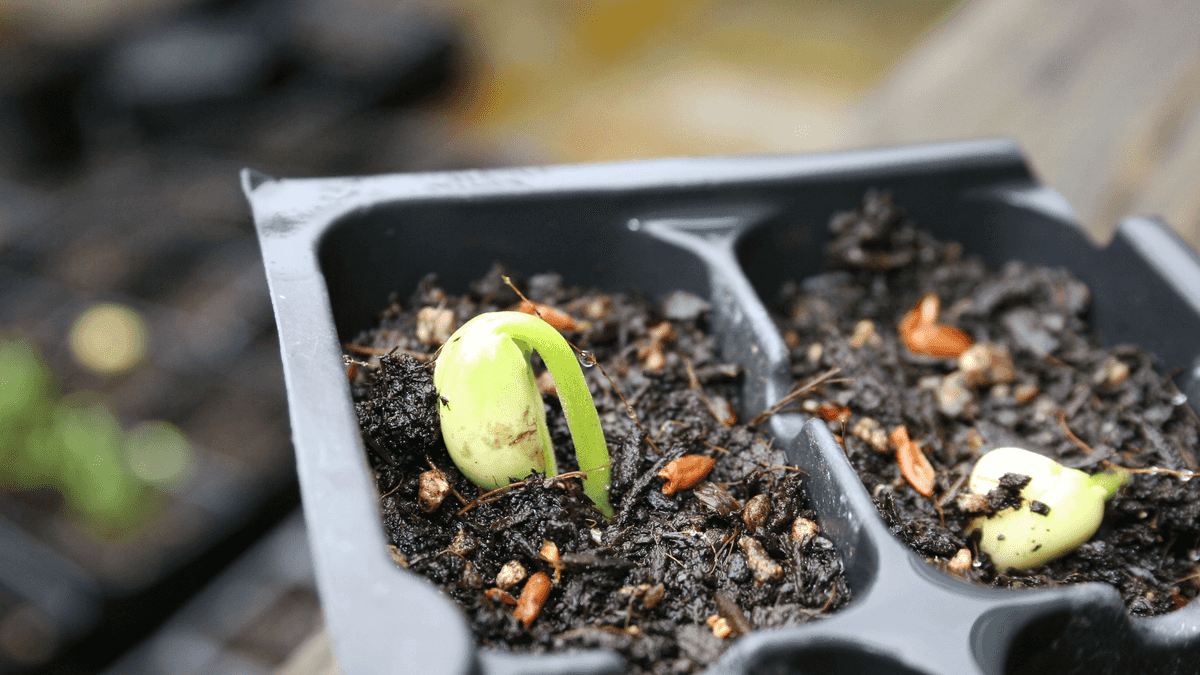 Guía de germinación para huerto urbano: qué tener en cuenta según tu caso