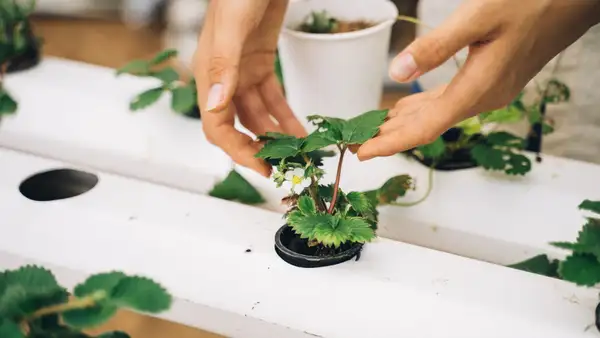 Mejores productos para hidroponia en casa: kits y sistemas que sí funcionan