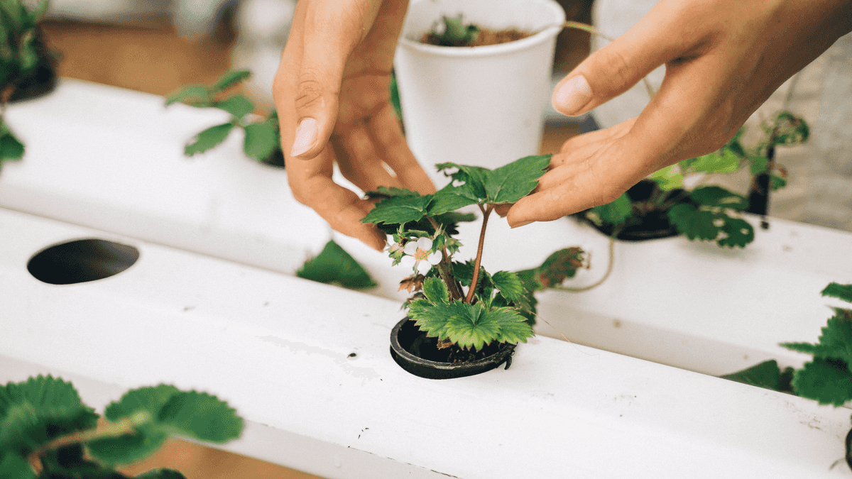 Mejores productos para hidroponia en casa: kits y sistemas que sí funcionan