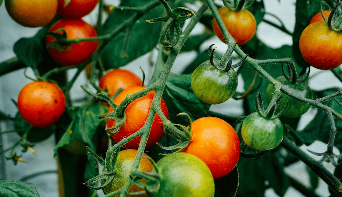 Ojalá hubiera sabido antes este método para cultivar tomates