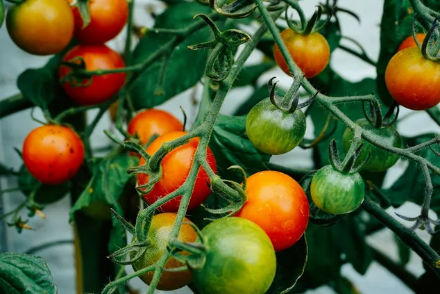 Imagen de portada para Ojalá hubiera sabido antes este método para cultivar tomates