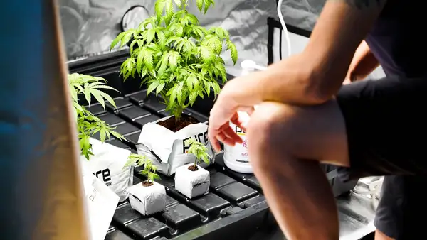 Carpas de cultivo: Tu invernadero urbano para cultivar todo el año