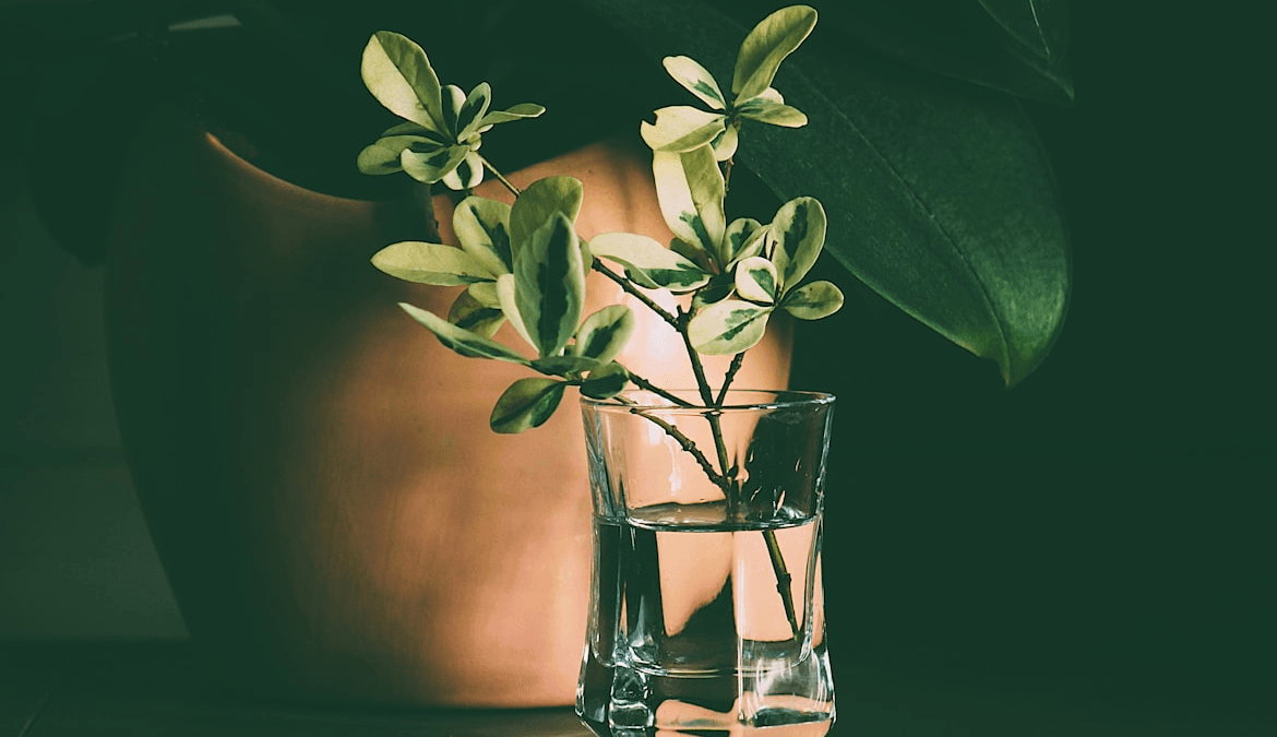 5 Enraizantes Naturales Caseros para Enraizar Esquejes y Ramas