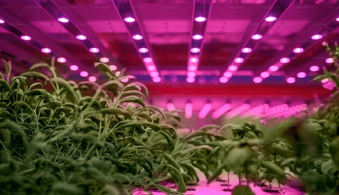Iluminación LED para Cultivos en Casa: Guía Definitiva para Elegir la Mejor Luz